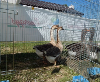 Propagačná výstava drobných zvierat